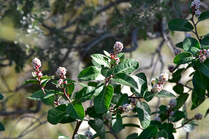 Kearney's Sumac has white, cream or pink flowers in cluster in dense panicles. This species blooms from January to February of March. Kearney's Sumac is rare in the United States where it is limited in distribution to the southwest corner of the state in southern Yuma County, Tinajas Altas. Rhus kearneyi subsp. kearneyi